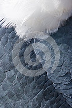 Animal backgrounds - Feathers