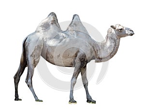 Animal Bactrian camel