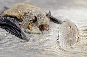 Animal bat Nathusius pipistrelle (Pipistrellus nathusii)