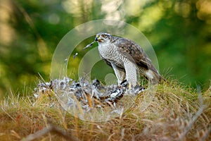 Animal behaviour in the forest. Bird of prey Goshawk with killed Eurasian Magpie in the grass in green forest. Wildlife scene from