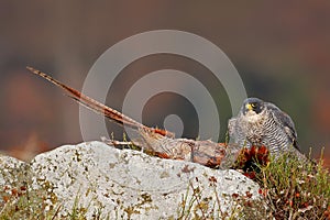 Animal behaviour. Peregrine Falcon, Falco peregrinus, with kill Common Pheasant on stone. Orange autumn forest in the background.