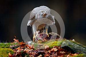 Animal behaviour, wildlife scene from nature. Goshawk in the orange vegetation.Goshawk, Accipiter gentilis, feeding on killed hare