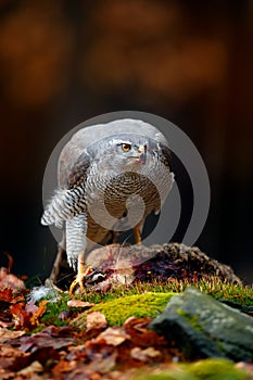 Animal behaviour, wildlife scene from nature. Goshawk in the orange vegetation.Goshawk, Accipiter gentilis, feeding on killed hare