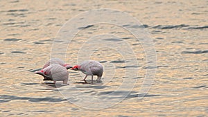Animal Bird Flamingo in Sea Water