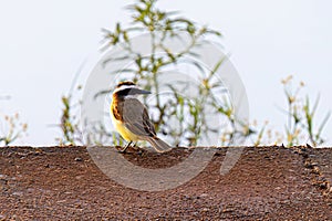 Animal Bird Great Kiskadee