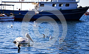 El pájaro pelícano a gaviota a el mar en 