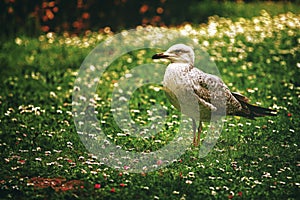 Animal and bird. Seagull on the field.