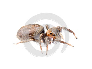 Animal black jumping spider