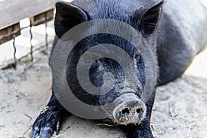 Animal black pig