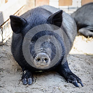 Animal black pig