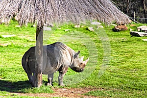 Animal black rhino hut