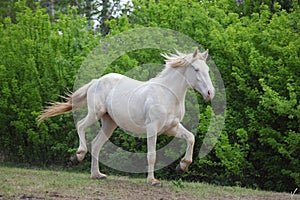 Animal blooded cremello horse playing