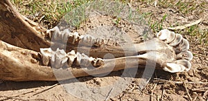 Animal bone   skeleton closeup pictures