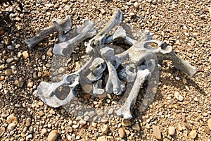 Animal bones