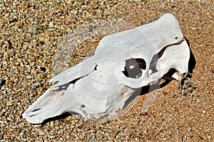 Animal bones laying in the desert in Rio Verde, Maricopa County, Arizona