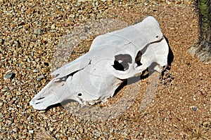 Animal bones laying in the desert in Rio Verde, Maricopa County, Arizona