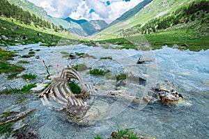 Animal bones in mountain river. ecology problem of pollution of environment. natural selection in wild nature