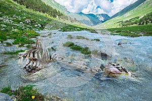Animal bones in mountain river. ecology problem of pollution of environment. natural selection in wild nature