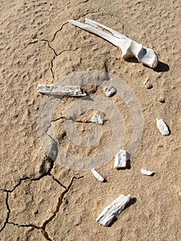 Animal Bones, UNESCO, Australia