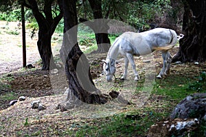 Animal with Bridle alone in the Woods. White Horse Grazing in Forested Area. Dark Old Tree Around the Mare. Dirty Sand