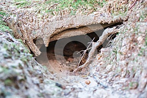 Animal burrow between tree roots in the forest. Close-up.