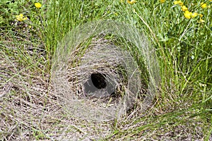 Animal burrow photo