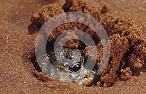 Animal burrying in sand