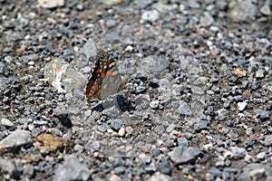 Animal buttterfly nature spring fly