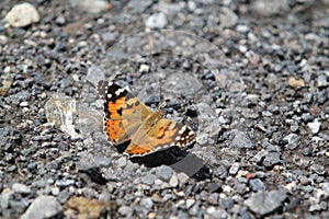 Animal buttterfly nature spring fly