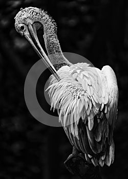 Animal BW Series - Preening Pelican