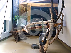 Animal Cage for Reptiles photo