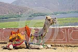 Animal a camel two humps in India
