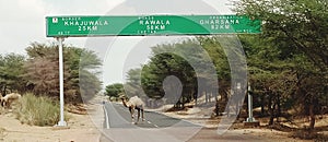 A an animal camelCamel is standing on the highway road and the road signs board indicating kilometer range and papules desert