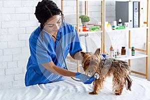 Animal cardiology. African American veterinarian doc checking little dog`s heart rate with stethoscope in clinic
