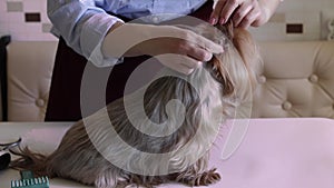 Animal care, grooming, drying and styling of dogs, combing of wool. The grooming master cleans the ears, takes care of