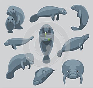 Animal Manatee Dugong Nine Poses Cartoon Vector Cute