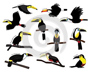 Bird Toucan Set Various Kind Identify Cartoon Vector photo