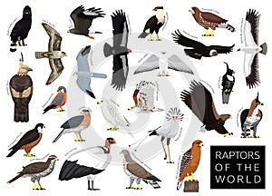 Birds Raptors of the World Hawk Eagle Vulture Buzzard Harrier Falcon Set Cartoon Vector Character photo