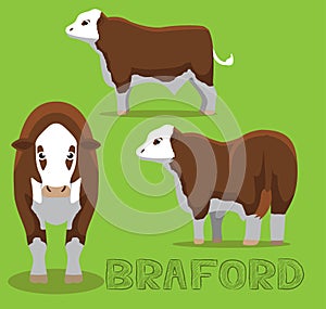 Cow Braford Cartoon Vector Illustration photo