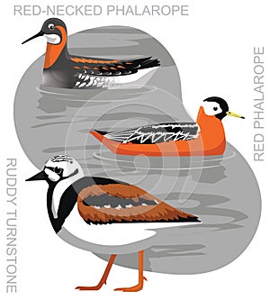 Cute Bird Phalarope Turnstone Set Cartoon Vector photo