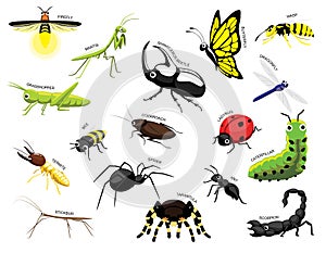 Cute Various Insects Cartoon Vector Illustration Set Identify photo