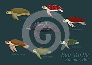 Various Sea Turtle Species Set Cartoon Vector Illustration photo