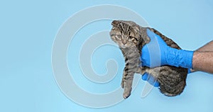 An animal cat at an examination at a veterinary clinic. The cat in the hands of a doctor in medical gloves. Veterinary concept.