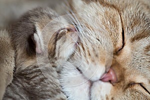 Animal cat mother and baby kitten sleeping cheek to cheek together
