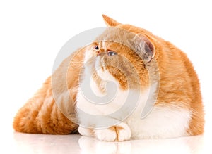 Animal, cat, pet concept - exotic cat on a white background.
