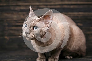 Thoroughbred devonrex cat