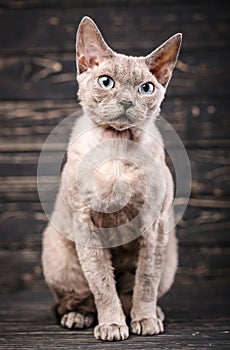 Thoroughbred devonrex cat