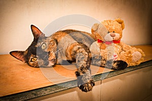 Animal / Cat, Tortoiseshell cat laying on a shelf with a teddy bear.