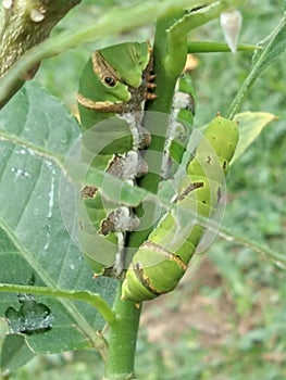 Animal, cater pillar, insects