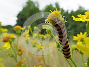 Animal caterpillar insect flower food pest disgusting colors photo